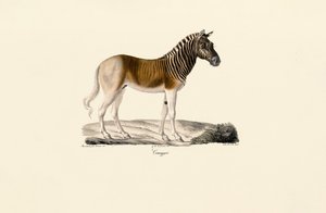Quagga tekijältä Jacques Christophe Werner