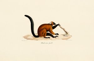 Punaposkinen lemuri tekijältä Jacques Christophe Werner