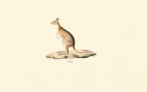 Punakaulapademelon tekijältä Jacques Christophe Werner
