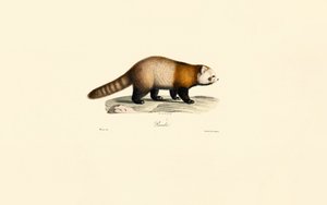 Punainen panda (Ailurus fulgens) tekijältä Jacques Christophe Werner