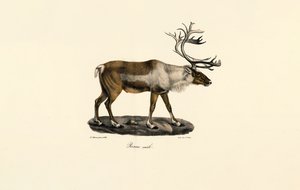 Poro (uros) tekijältä Jacques Christophe Werner