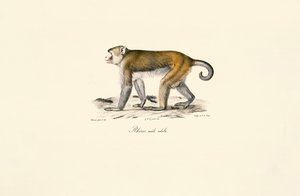 Rhesusmakakki (Macaca mulatta) tekijältä Jacques Christophe Werner
