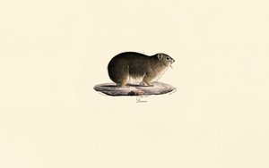 Rock Hyrax tekijältä Jacques Christophe Werner
