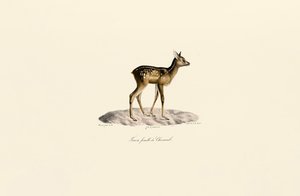 Metsäkauris Fawn tekijältä Jacques Christophe Werner