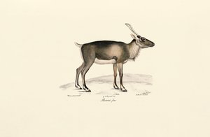 Siperian myskihirvi (Moschus moschiferus) tekijältä Jacques Christophe Werner