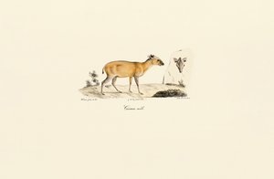 Etelä-Amerikan hirvieläimet tekijältä Jacques Christophe Werner