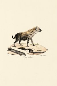 Täplikäs hyeena tekijältä Jacques Christophe Werner