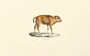 Takin (Budorcas taxicolor) tekijältä Jacques Christophe Werner