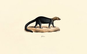 Tayra tekijältä Jacques Christophe Werner