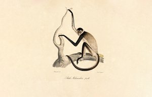 Valkopohjainen hämähäkkiapina (naaras) tekijältä Jacques Christophe Werner