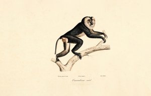 Valkokauluksinen mangabey (uros) tekijältä Jacques Christophe Werner