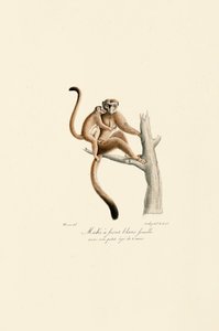Valkokruunumangabey poikasten kanssa tekijältä Jacques Christophe Werner