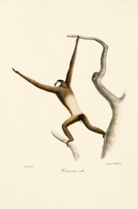Valkokätinen gibbon (Hylobates lar) tekijältä Jacques Christophe Werner