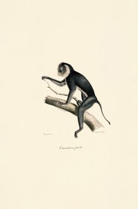  tekijältä Jacques Christophe Werner