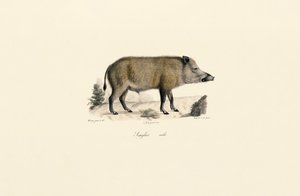  tekijältä Jacques Christophe Werner