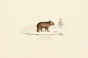 Nuori ruskeakarhu Norjasta tekijältä Jacques Christophe Werner
