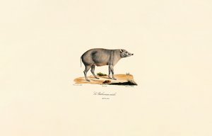 Nuori uros Babirusa tekijältä Jacques Christophe Werner