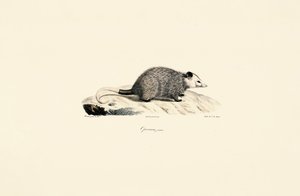 Nuori opossumi tekijältä Jacques Christophe Werner