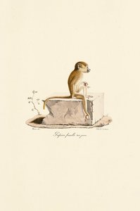 Nuori naaras guineapaviaani tekijältä Jacques Christophe Werner