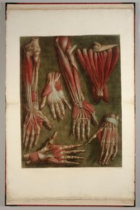 A Group of Dissected Hands, 1745-46