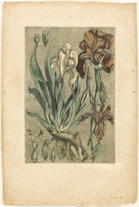 Iris Florentina, lähteestä Collection des plantes usuelles, curieuses, et étrangères -kasvikokoelma tekijältä Jacques Fabien Gautier d