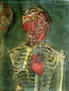 Kurkku ja sydän, levy julkaisusta "Anatomy of the Visceras", leikkaa, maalasi ja kaivertaa Gautier, 1745 (värikaiverrus)
