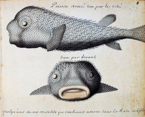 Panssaroitu kala, edestä ja sivulta näkymät, Sao Vicenten saari, Kap Verde, akvarelli lokikirjasta Jacques Gouin de Beauchesnen (1652-1730), Compagnie royale de la Mer du Sudin kapteeni, 1698-1701, Ranska