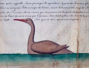 Lintu nimeltä Foux (Booby), Sao Vicenten saari, Kap Verde, akvarelli lokikirjasta Jacques Gouin de Beauchesnen (1652-1730), Compagnie royale de la Mer du Sudin kapteeni, 1698-1701, Ranska