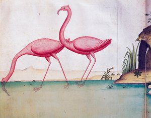 Vaaleanpunaiset flamingot, Galapagossaaret, akvarelli lokikirjasta. Jacques Gouin de Beauchesne (1652-1730), Compagnie royale de la Mer du Sudin kapteeni, 1698-1701, Ranska
