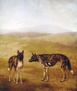 Kaksi afrikkalaista metsästyskoiraa (öljy kankaalle) tekijältä Jacques Laurent Agasse
