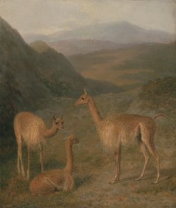 Vicunas tekijältä Jacques Laurent Agasse