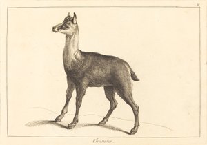 Säämiskä (Säämiskä)