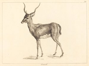Gazelli (Gazelle)