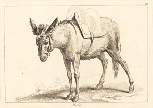 Muletti (muuli tai satulaaasi)