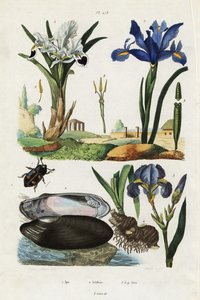 Iris, simpukka ja kovakuoriainen.