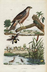 Sparrowhawk, mayfly and mehiläinen.,1834-1839 (kaiverrus)
