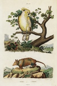 Keltaharjakakadu ja armadillo.