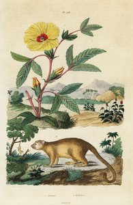 Kinkajou ja Roselle.