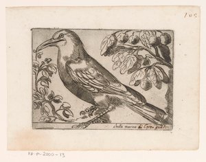 Vogel Chuta marina (otsikko esineessä) Vogels (sarjan nimi) tekijältä Jacques de Fornazeris (possibly)