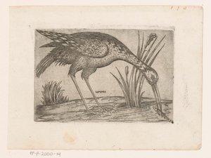 Vogel Tartena (otsikko esineessä) Vogels (sarjan nimi) tekijältä Jacques de Fornazeris (possibly)