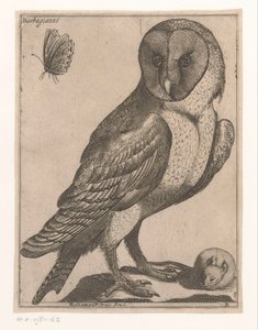 pöllö Barbagianni (otsikko esineessä) Nine Birds (sarjan nimi)