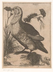 Peltopyy Pernice (otsikko esineessä) Nine Birds (sarjan nimi)