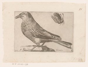 Estornell (Sturnus vulgaris) Storno (títol a l