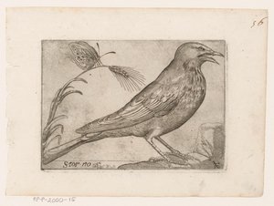 Kottarainen (Sturnus vulgaris) Storno (otsikko esineessä) Linnut (sarjan nimi)
