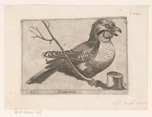 Jay (Garrulus glandarius) Giandara (otsikko esineessä) Linnut (sarjan nimi)