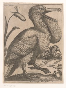 vesilintu Sacco Marino (otsikko esineessä) Nine Birds (sarjan nimi)