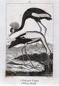 Baleaarikurkku ja valkoinen haikara, Oliver Goldsmithin julkaisusta Historia of the Earth and Animated Nature, julkaistu Lontoossa tekijältä Jacques de Seve