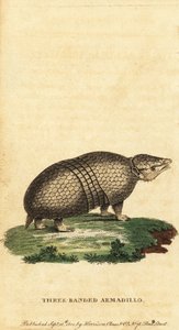 Brasilialainen kolminauhainen armadillo, Tolypeutes tricinctus, 1800 (kaiverrus)