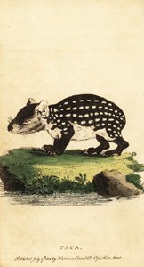 Lowland paca tai täplikäs paca, Cuniculus paca., 1800 (kaiverrus)
