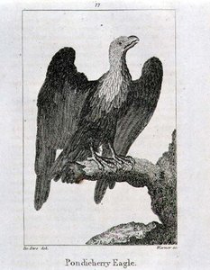 Pondicherry Eagle, julkaisusta "History of the Earth and Animated Nature", kirjoittanut Oliver Goldsmith, julkaistu Lontoossa
